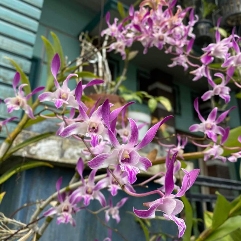 Jual Dendrobium Caesar Warawan, Anggrek Dendrobium Caesar Warawan ...