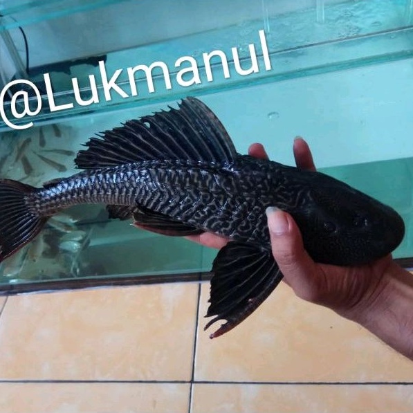 Jual Ikan Sapu Sapu Jumbo Shopee Indonesia