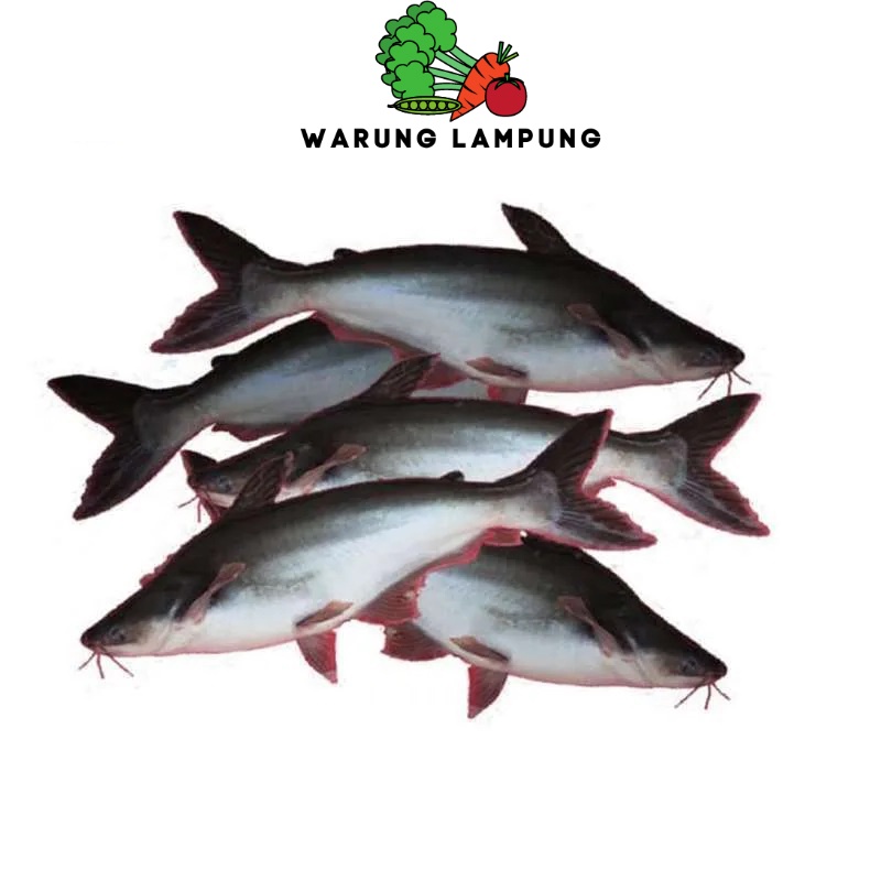 Jual Ikan Patin Segar Fresh Warung Lampung Shopee Indonesia