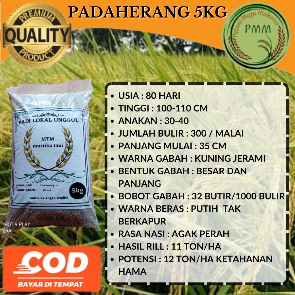 Jual Biji Padi Unggul Padaherang Kg Shopee Indonesia