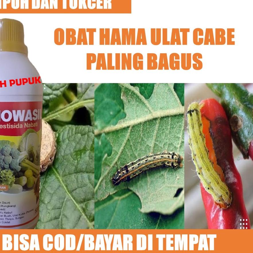 Jual Terlaris Biowasil Pestisida Hama Ulat Cabe Terong Kol Obat Hama Ulat Cabe Cabai Paling