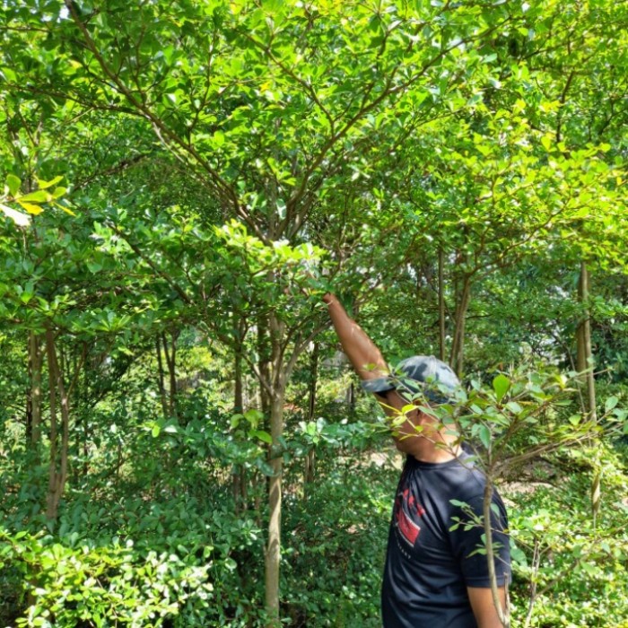 Jual Pohon Ketapang Kencana Tinggi 2 Meter / Tanaman Ketapang Kencana