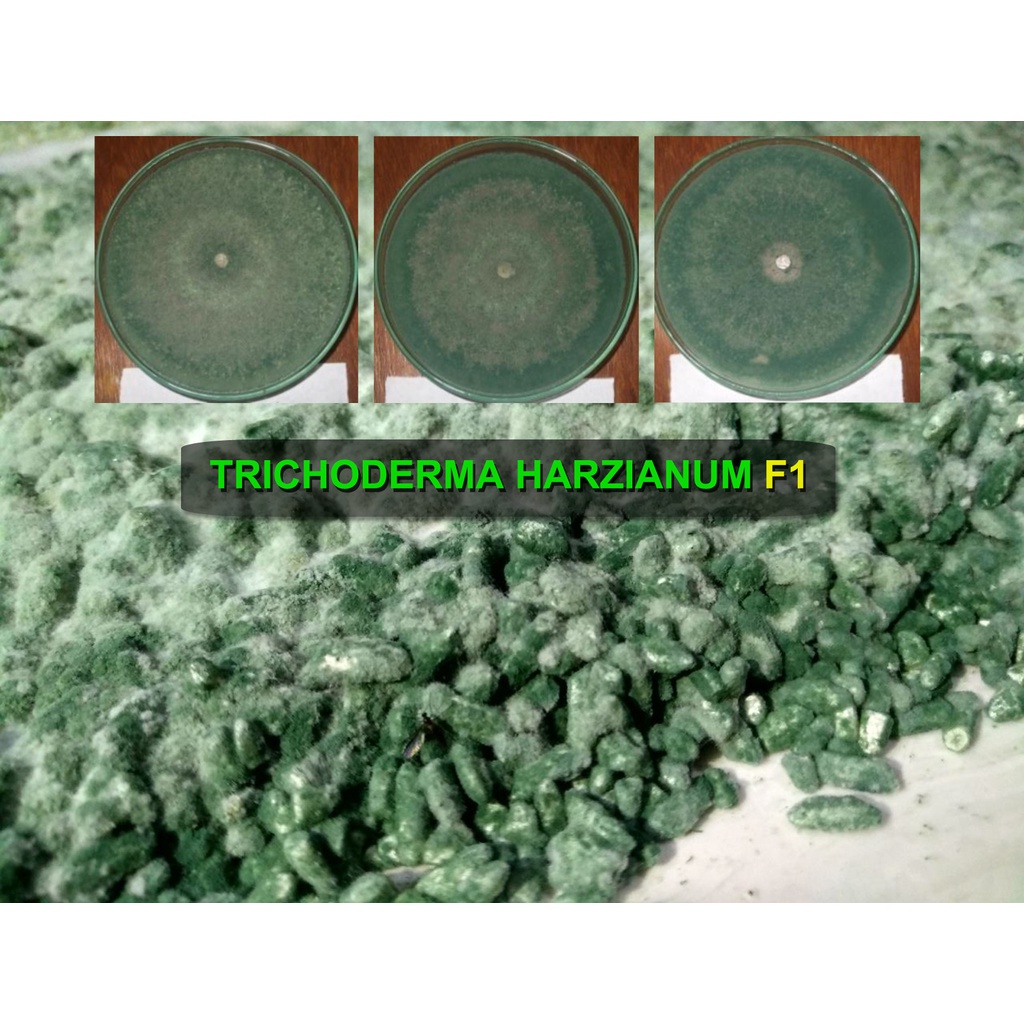 Jual Pupuk Trichoderma Harzianum F1 1Kg Fungisida Pupuk Hayati Organik ...