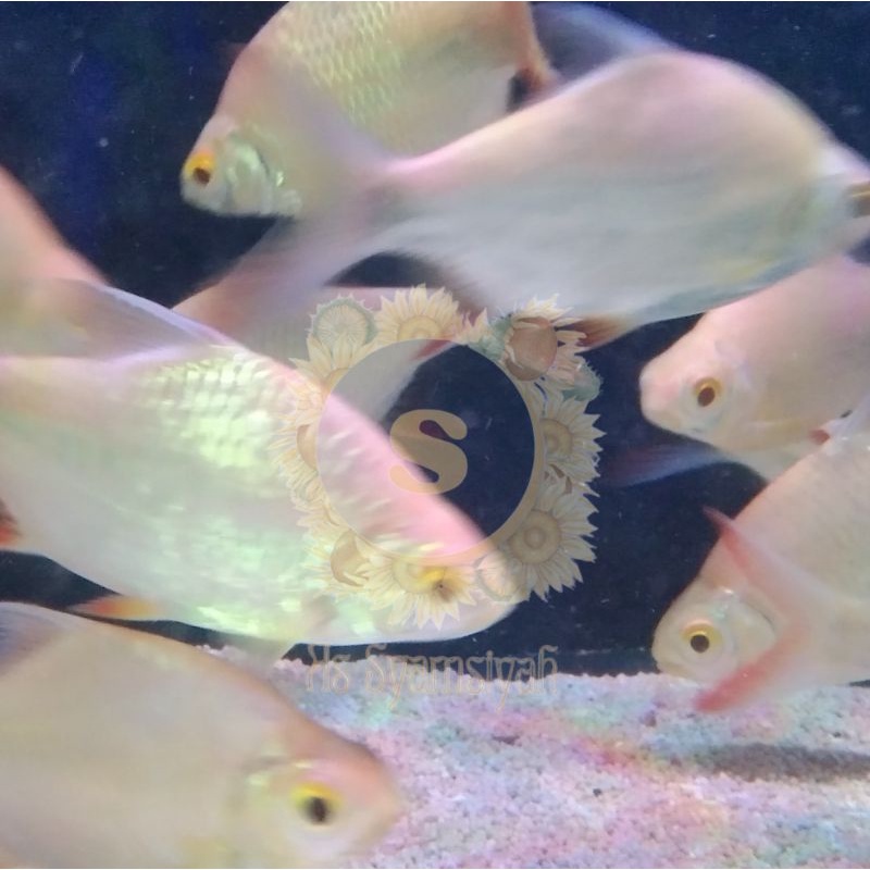 Jual Ikan Kapiat Kaviat Albino | Shopee Indonesia