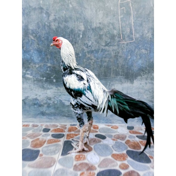 Jual pakoy x pamA iQ | Shopee Indonesia