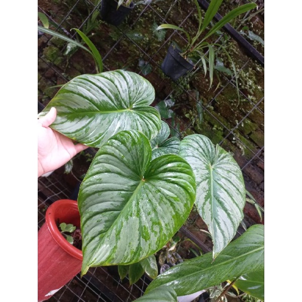 philodendron hederaceum scandens Philodendron hederaceum var. oxycardium (Philodendron scandens) XL Mos