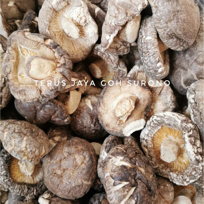 Jual Jamur Shitake 100g ukuran 34 Cm Shopee Indonesia