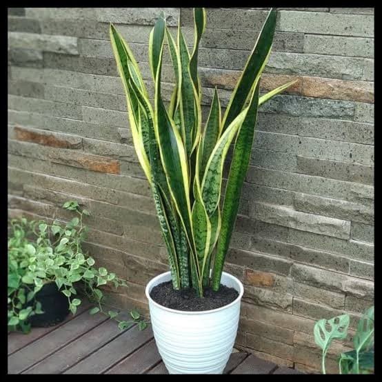 Jual TANAMAN HIAS SANSEVIERIA TRIFASCIATA / LIDAH MERTUA FREE POT ...
