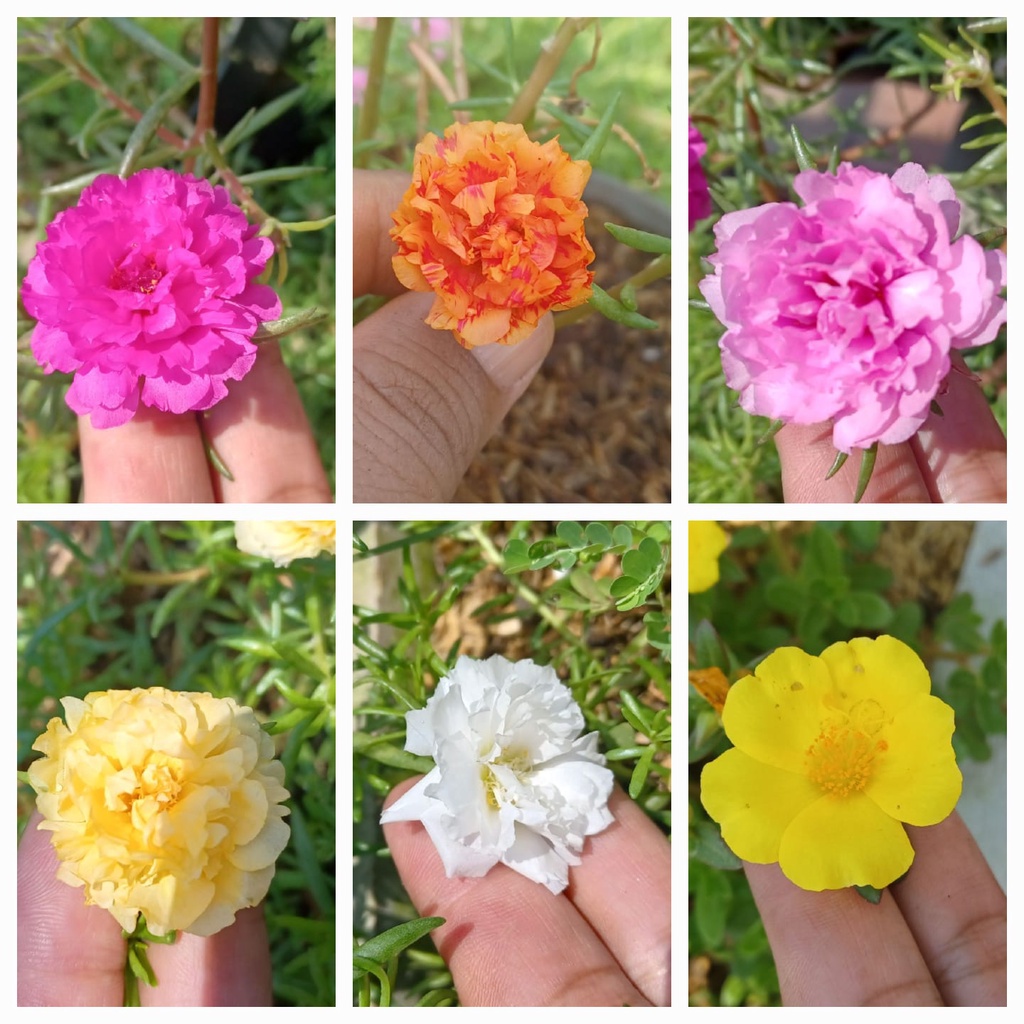Jual Stek Bunga Krokot / Kerokot / Mossrose / Portulaca (perbatang ...