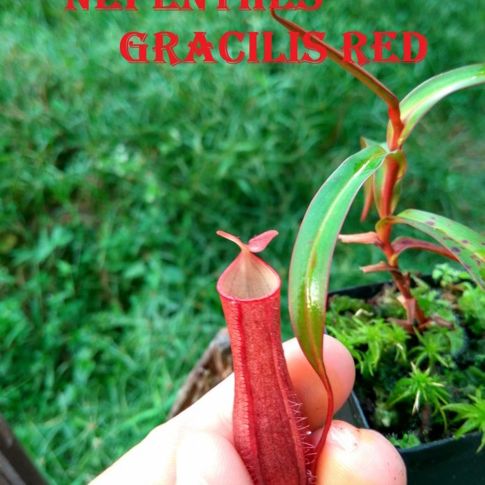jual-tanaman-karnivora-nepenthes-gracilis-super-red-kantong-semar