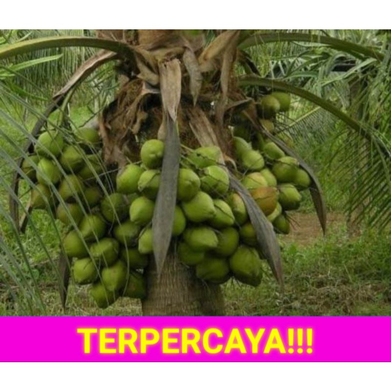 Jual Pohon Kelapa Kecil Berbuah,Pohon Kelapa Kerdil,Pohon Kelapa Kopra