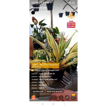 Jual Tanaman Hias Agave Siklock Variegata Shopee Indonesia