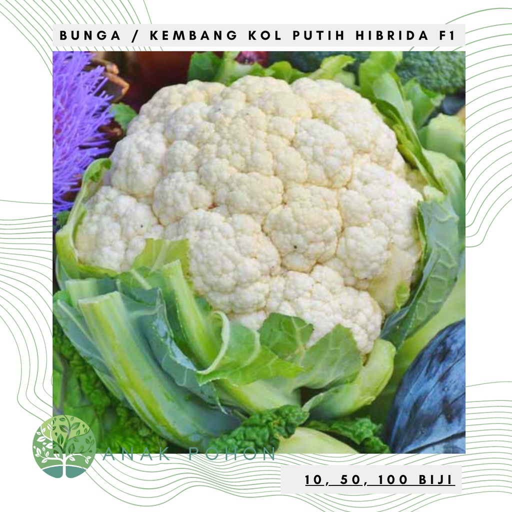 Jual Benih Bibit Biji Bunga Kembang Kol Cauliflower Bunga Kol Putih Hibrida Seeds Varietas