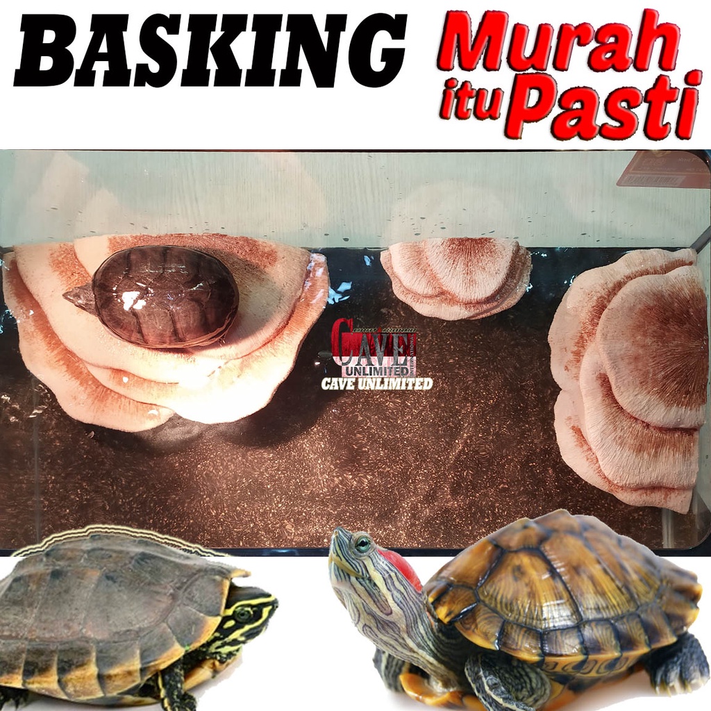 Jual TR001C BASKING ISLAND SPOT RAMP TURTLE BANK TANGKRINGAN REPTILE ...