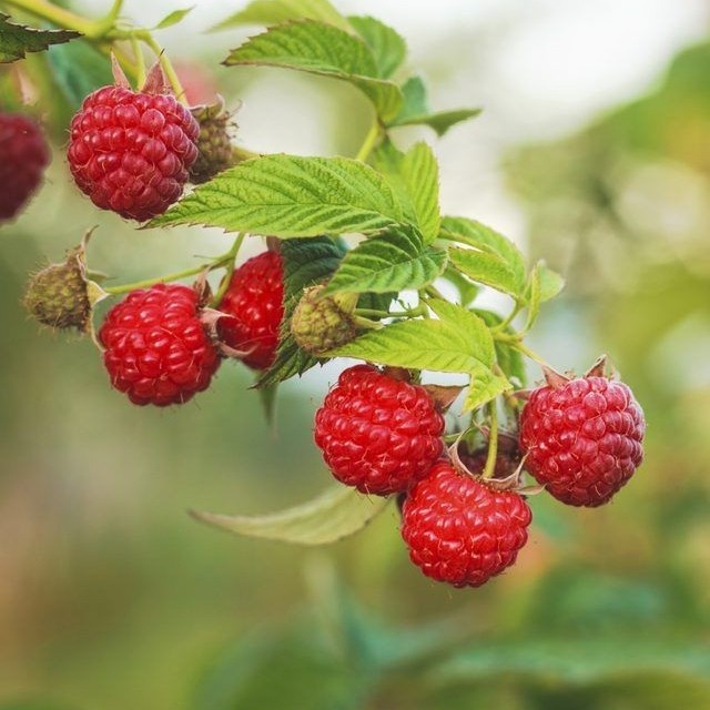 Jual Bibit tanaman buah rasberry/ raspberry plant/ tanaman hidup MM ...