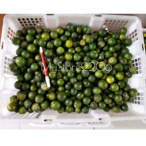 Jual Terbaru Jeruk Sonkit 500 Gram Jeruk Kunci Jeruk Kasturi Jeruk Kesturi Lemon Cui 