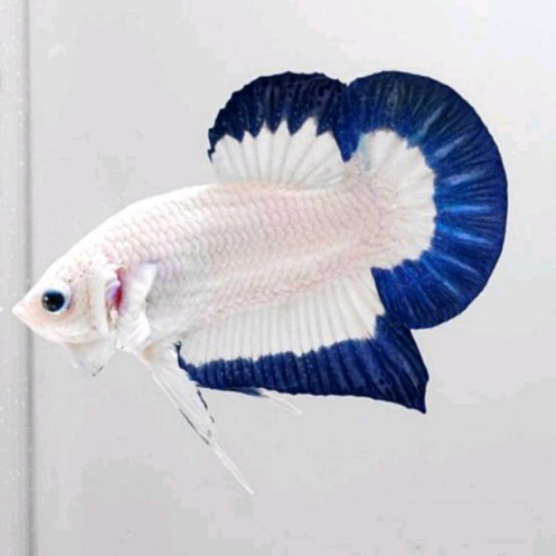 Harga on sale betta fish