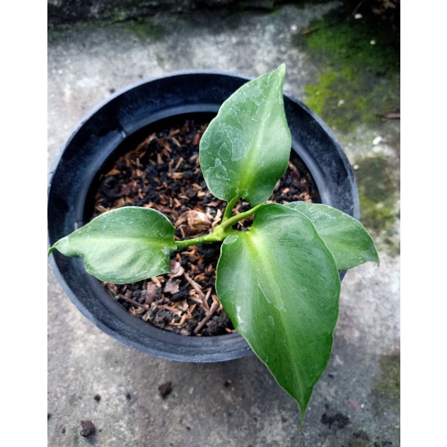 imperialis plant Red Crown Imperialis Seeds ~ Fritillaria Rubra ~ Exotic ~ Unique ~ Fun –  Your Plant Bitch main image 0