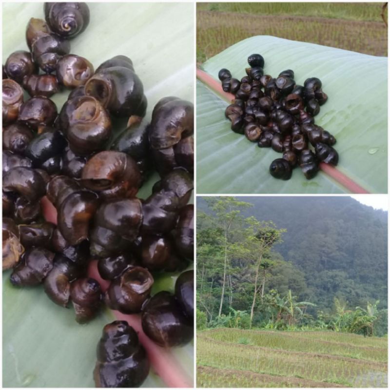 Jual Tutut sawah pedesaan segar 1 kg | Shopee Indonesia