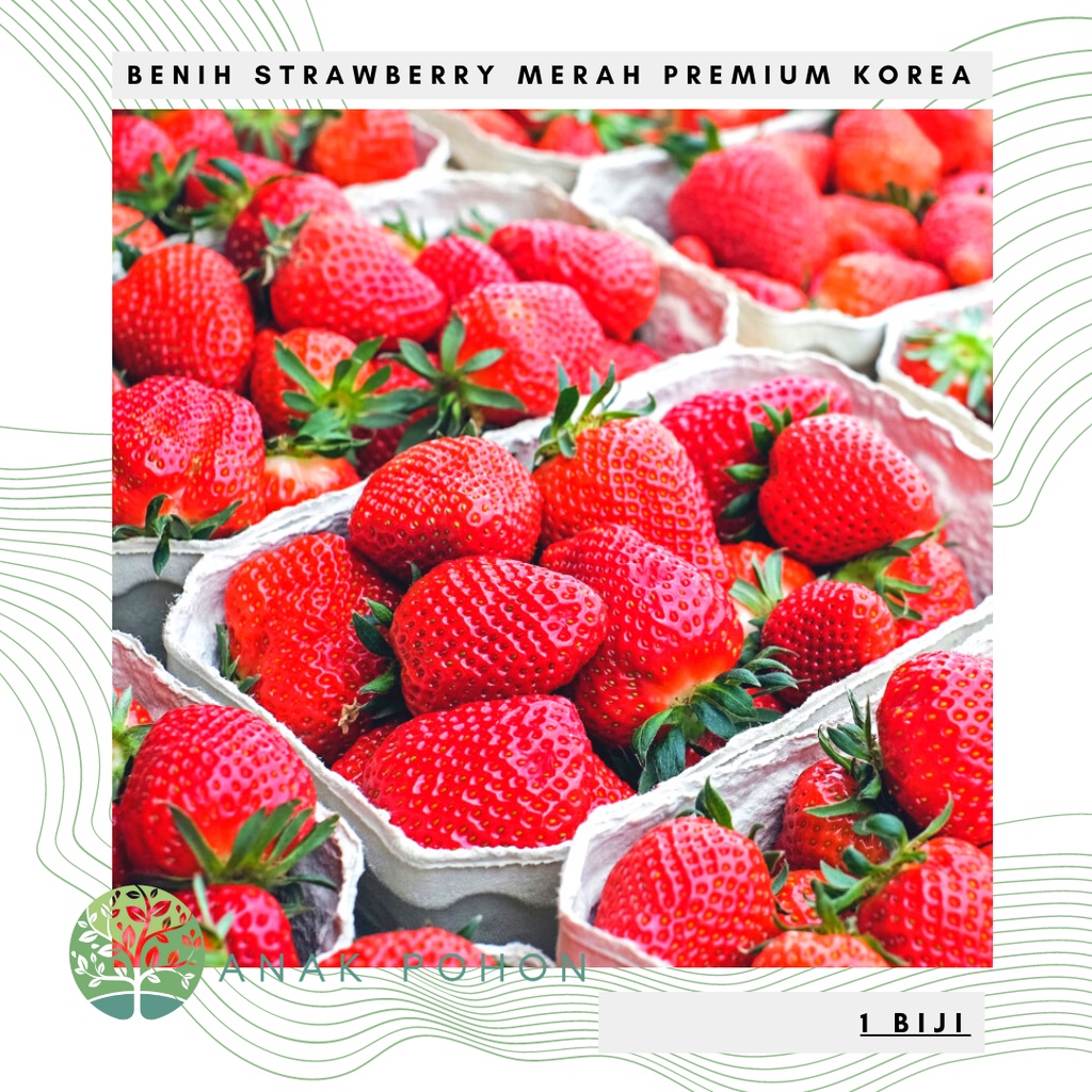 Jual Benih Bibit Biji - Buah Strawberry Red Korea Jumbo Premium ...