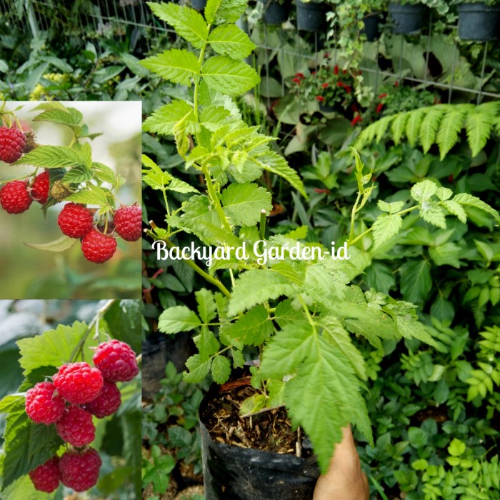 Jual Bibit tanaman buah rasberry/ raspberry plant/ tanaman hidup MM ...