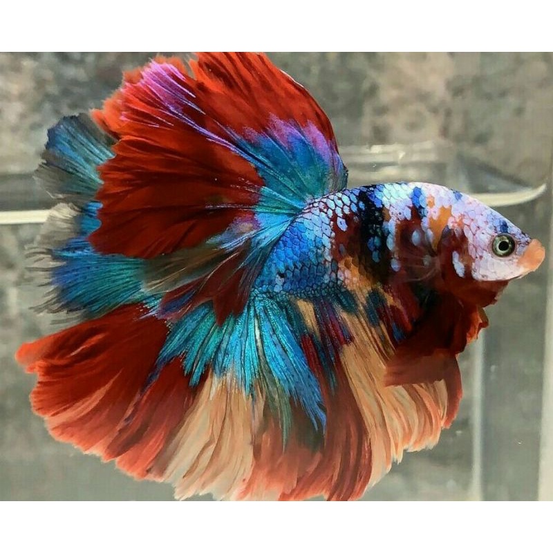Jual Hiasan Akuarium Sepasang Halmoon Multicolor Fullblok | Shopee ...
