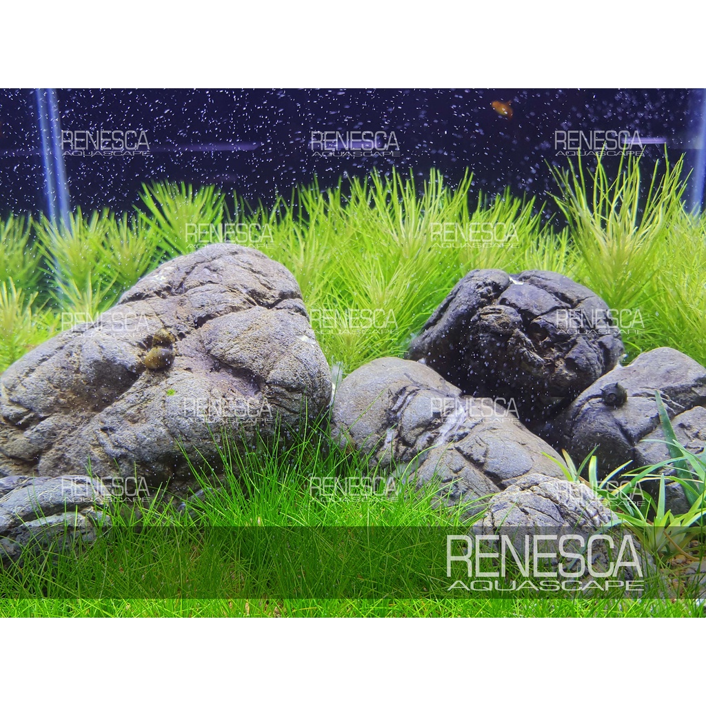 Jual Batu Turly Turli Stone 1 Kg - Batu Hias Hiasan Aquascape Aquarium ...