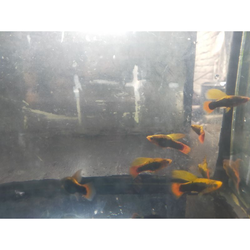Jual ikan hias Platy variatus cendrawasih high fin | Shopee Indonesia