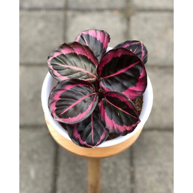 Jual Tanaman Hias Tanaman Calathea Pink Jessy Tanaman Calathea Murah Shopee Indonesia