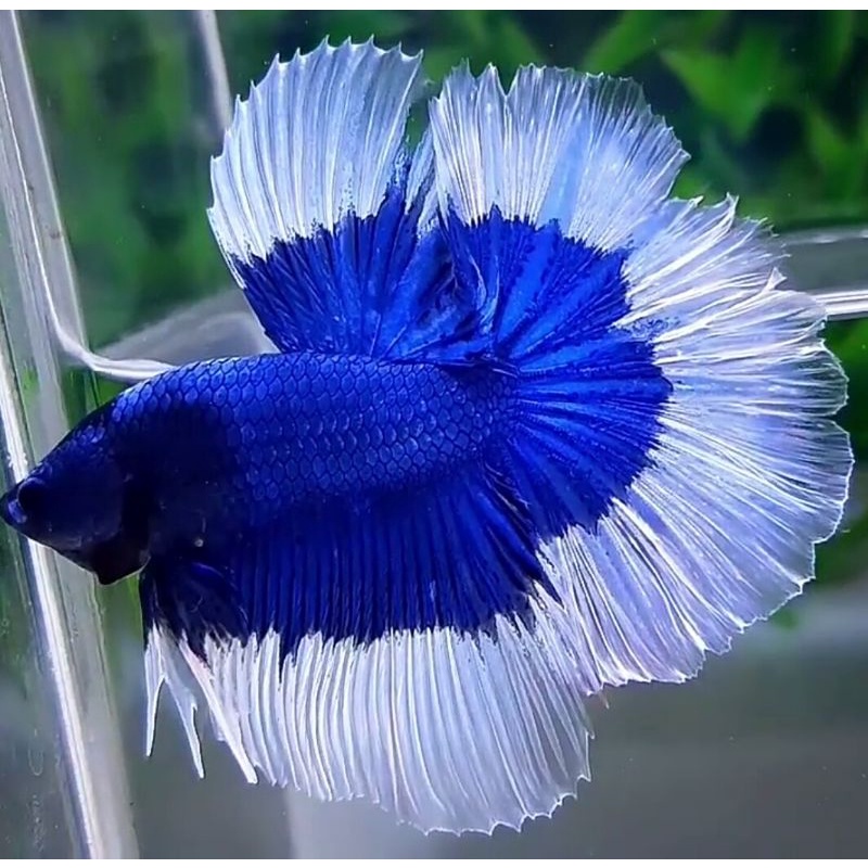 Jual Toko Ikan Terlengkap & Harga Terbaru Juni 2026 | Shopee Indonesia