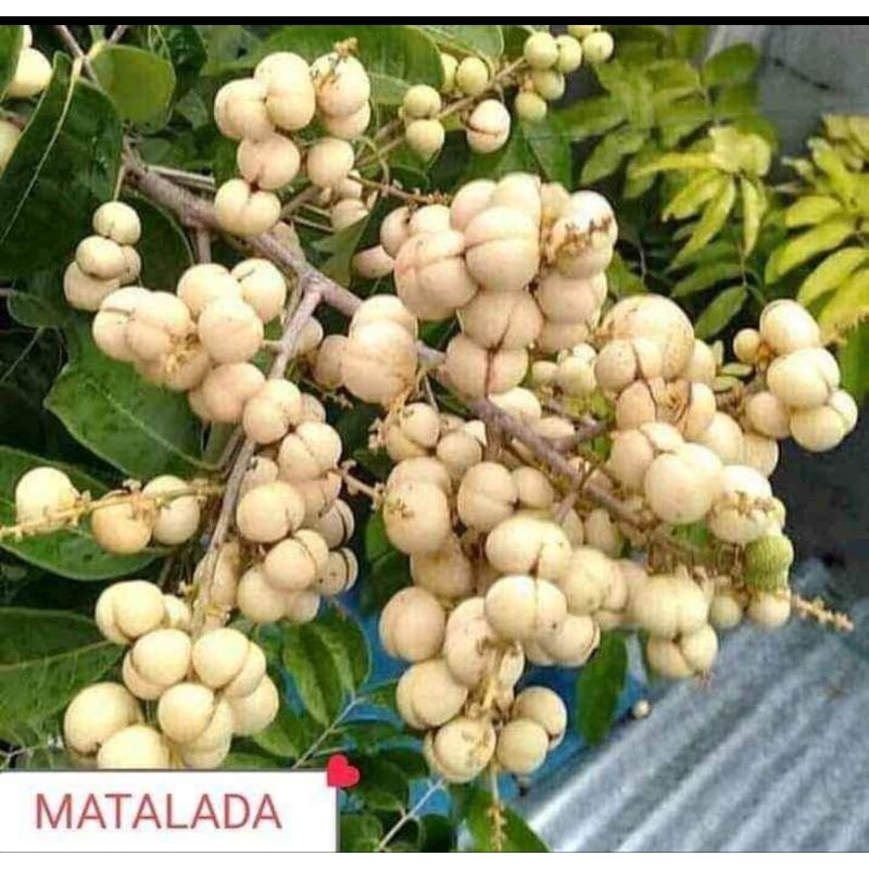 Jual Pohon Lengkeng Matalada hasil okulasi siap berbuah | Shopee Indonesia