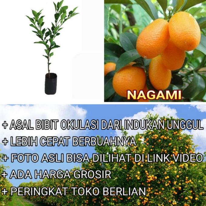 Jual Bibit Jeruk Nagami Okulasi Pohon Jeruk Buah Jeruk Nagami Shopee