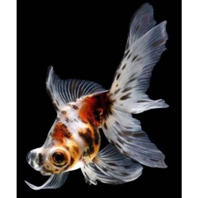 Jual Ikan hias koki goldfish calico | Shopee Indonesia