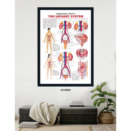 Jual Poster Kedokteran / Poster Human Body / The Urinary System / 219 ...