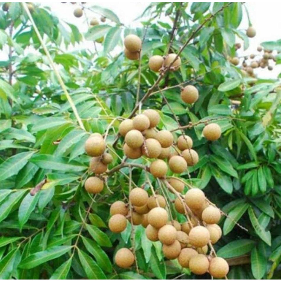 Jual Bibit Kelengkeng Matalada Okulasi Super Cepat Berbuah | Shopee ...