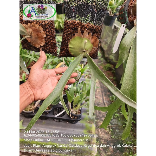 P.Veitchii Silver frond 面倒い