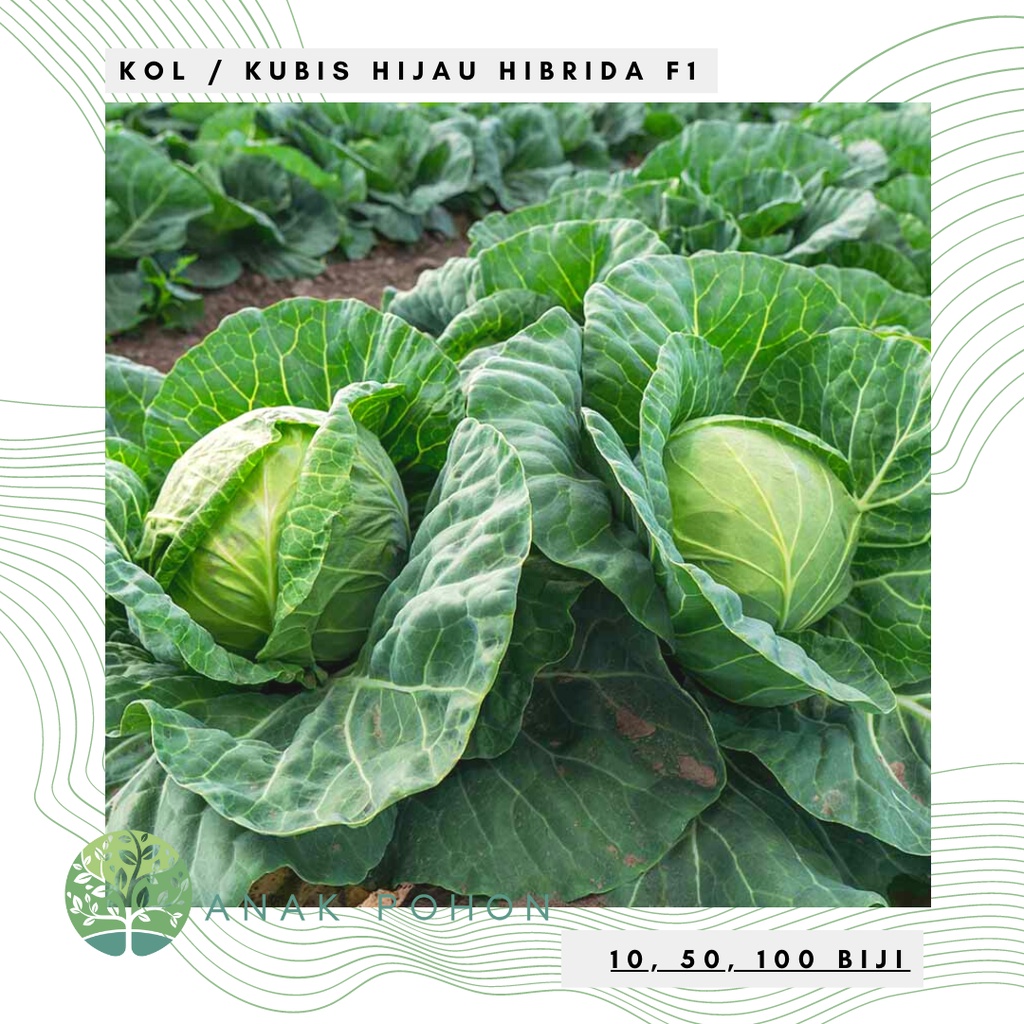 Jual Benih Bibit Biji Kubis Kobis Kol Hijau F1 Hibrida Clever Cabbage