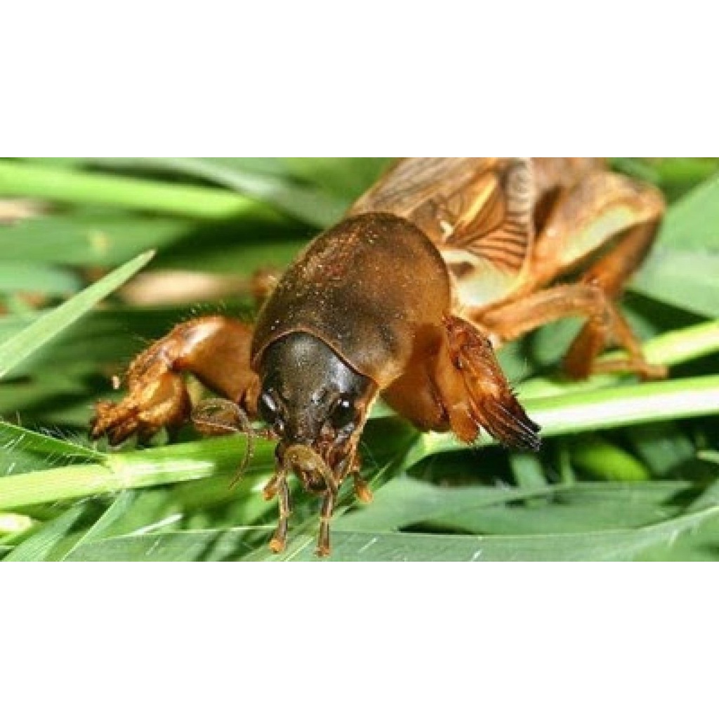 Jual Insektisida Nifurone 3.5GR 1 KG Obat Hama Akar Tanaman Ulat Bumi ...