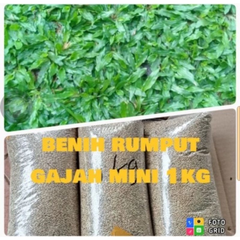 Jual Benih Rumput Gajah Mini Bibit Rumput Gajah Mini Per 1kg Shopee