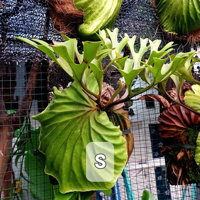 Jual Bestseller Platycerium Ridleyi / Simbar Menjangan / Tanduk Rusa ...