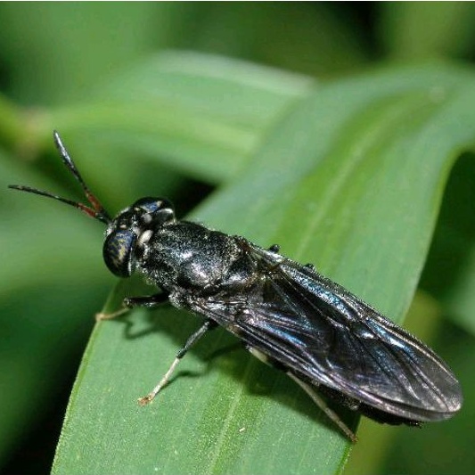 Jual 𝑳𝒂𝒍𝒂𝒕 𝑯𝒊𝒕𝒂𝒎 (𝑩𝒍𝒂𝒄𝒌 𝑺𝒐𝒍𝒅𝒊𝒆𝒓 𝑭𝒍𝒚), 𝑳𝒂𝒍𝒂𝒕 𝑯𝒊𝒋𝒂𝒖 ( 𝑳𝒖𝒄𝒊𝒍𝒊𝒂 𝑺𝒆𝒓𝒊𝒄𝒂𝒕𝒂