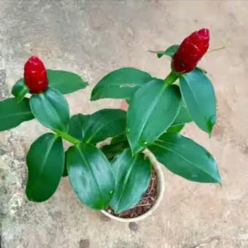 Jual Tanaman pacing pentul kondisi sudah berbunga | Shopee Indonesia
