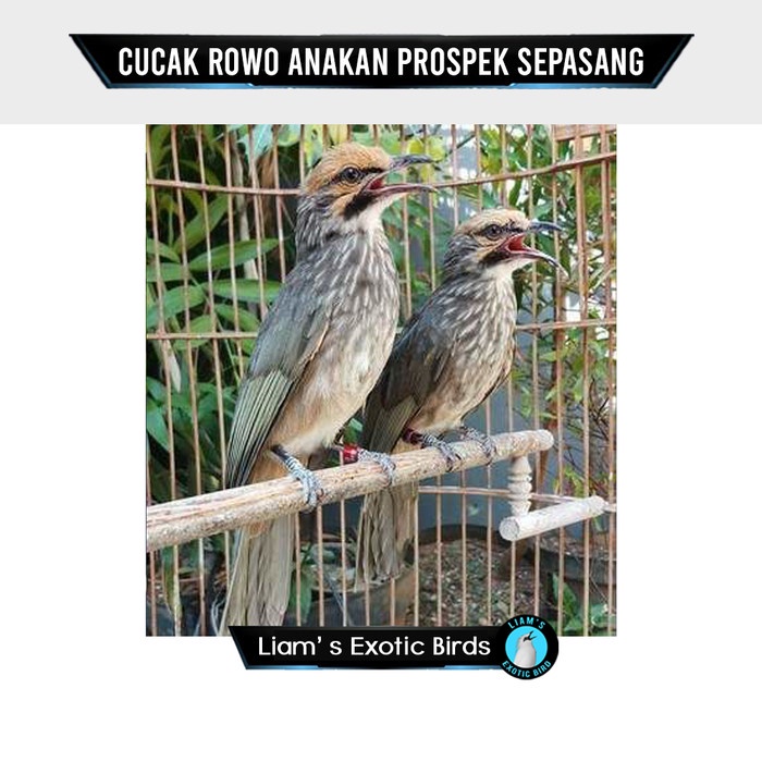 Jual Burung Cucak Rowo Anakan Prospek | Shopee Indonesia