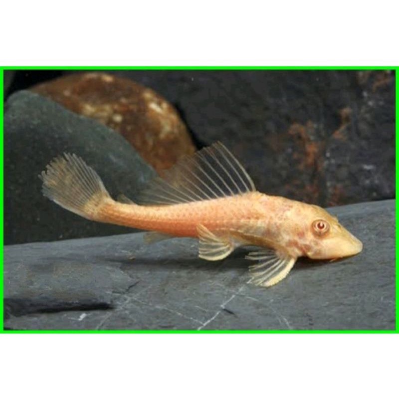 Jual Ikan Hias Sapu Sapu Albino Ancistrus Algaeter Sapu Sapu Shopee