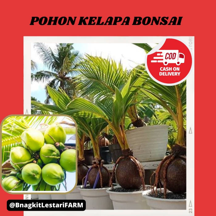 Jual Pohon Kelapa Bonsai, Pohon Kelapa BERKUALITAS DAN SUPER GENJAH