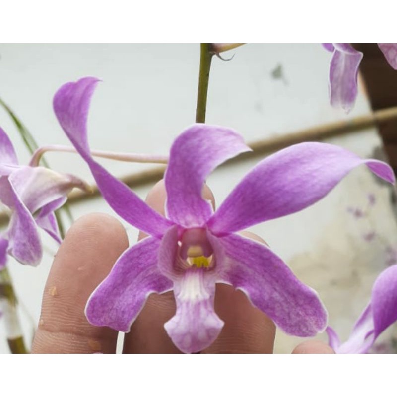 Jual Dendrobium kapalama atau azima | Shopee Indonesia