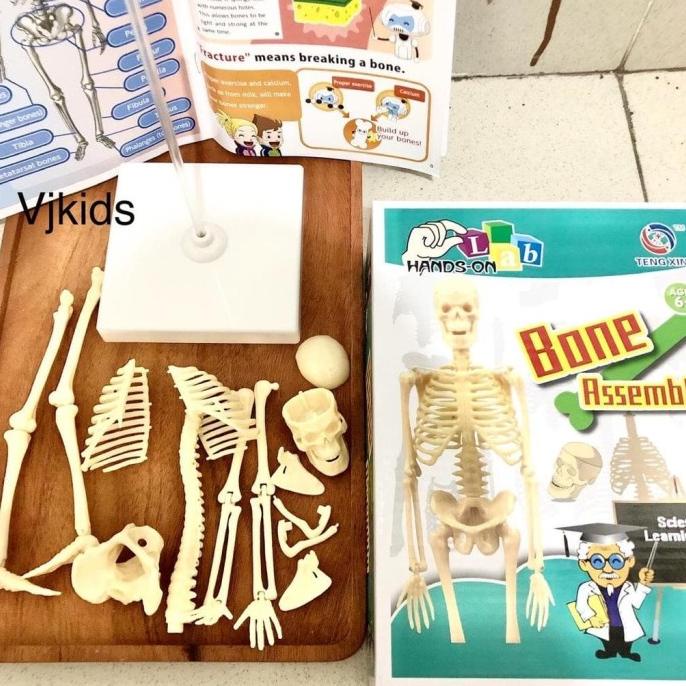 Jual Bone Assemble, Mainan Science Sains Edukasi Anak Merangkai Anatomi ...