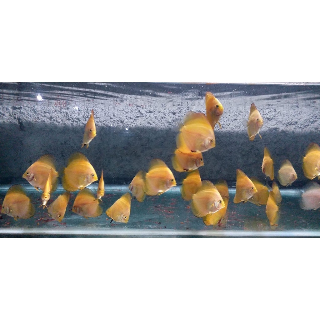 Jual ikan discus red melon 2,5 inch paket A | Shopee Indonesia
