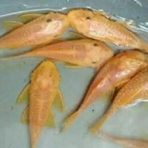 Jual Ikan Sapu Sapu Albino 17cm Shopee Indonesia