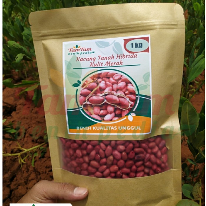 Jual Benih Bibit Kacang Tanah Hibrida Kulit Merah Super Isi Kg Shopee Indonesia